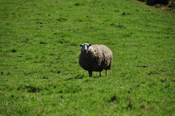 Vestida com seu casaco de pele para enfrentar o frio em São José dos Ausentes - RS